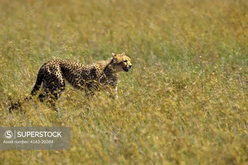 Tanzania, Serengeti, Cheetah Searching For Prey
