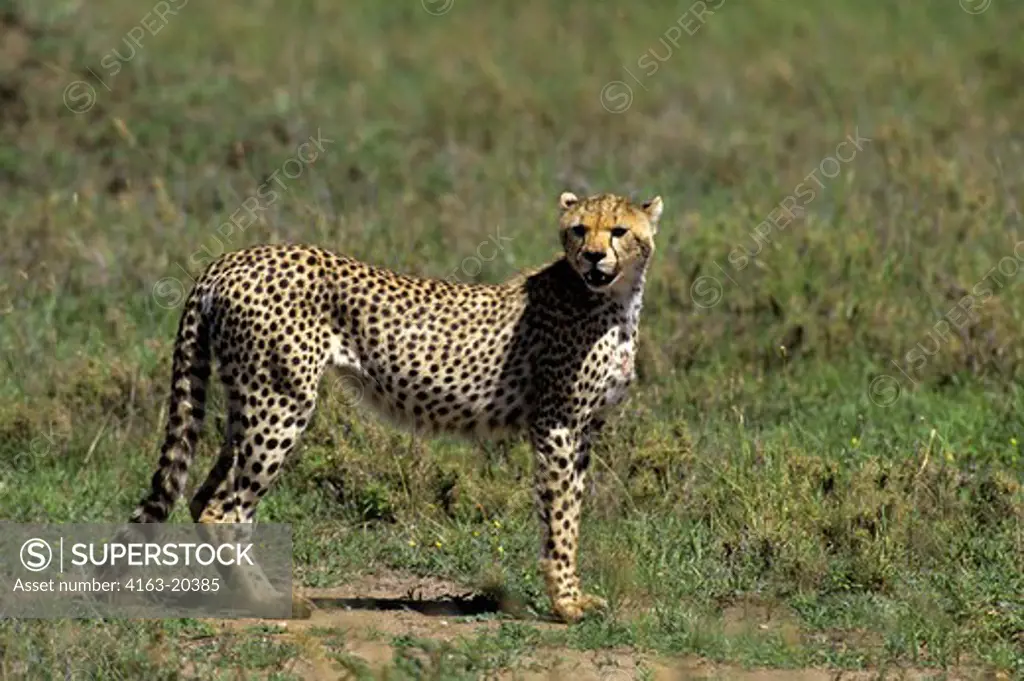 Tanzania, Serengeti, Cheetah Searching For Prey