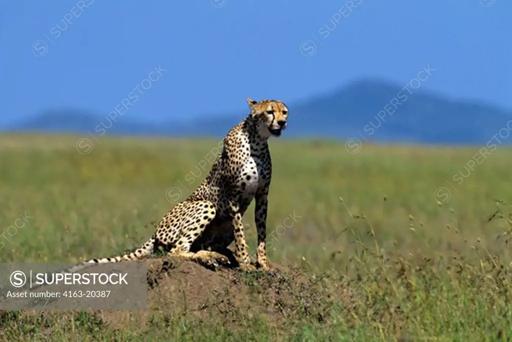 Tanzania, Serengeti, Cheetah On Anthill Overlooking Grass Plain