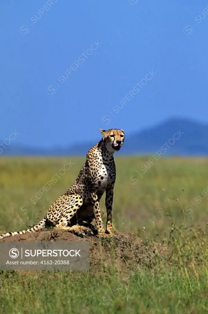 Tanzania, Serengeti, Cheetah On Anthill Overlooking Grass Plain