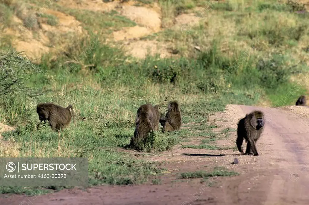 Tanzania, Serengeti, Baboons Walking Along Road