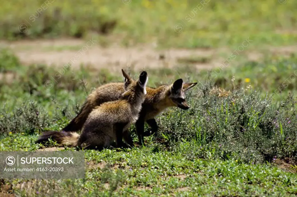 Tanzania, Serengeti, Bat-Eared Foxes