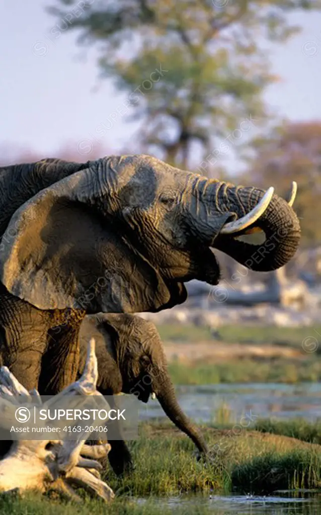 Namibia, Etosha National Park, Elephant At Waterhole