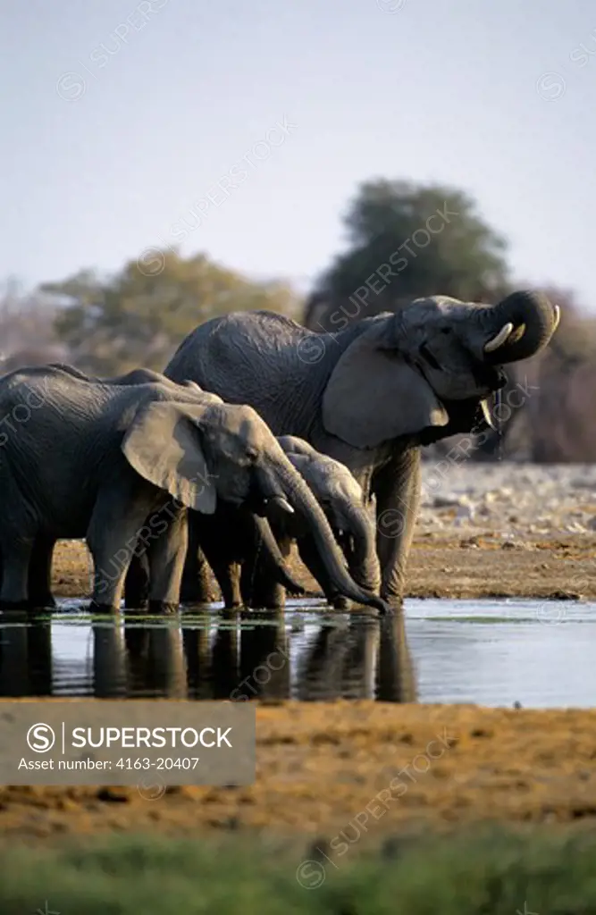 Namibia, Etosha National Park, Elephants At Waterhole