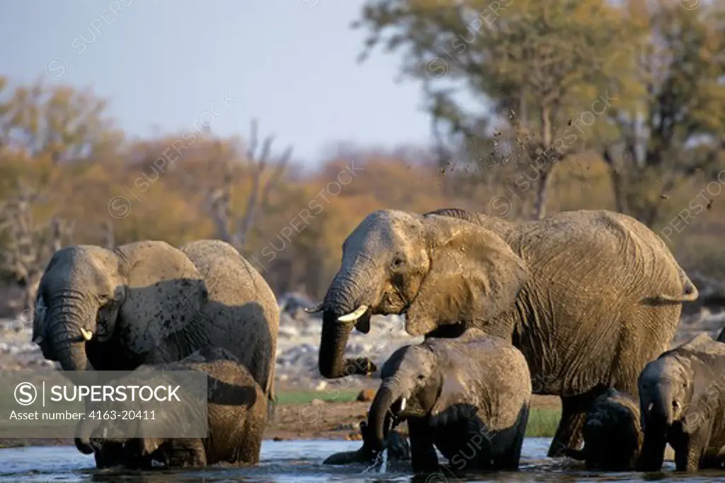 Namibia, Etosha National Park, Elephants At Waterhole