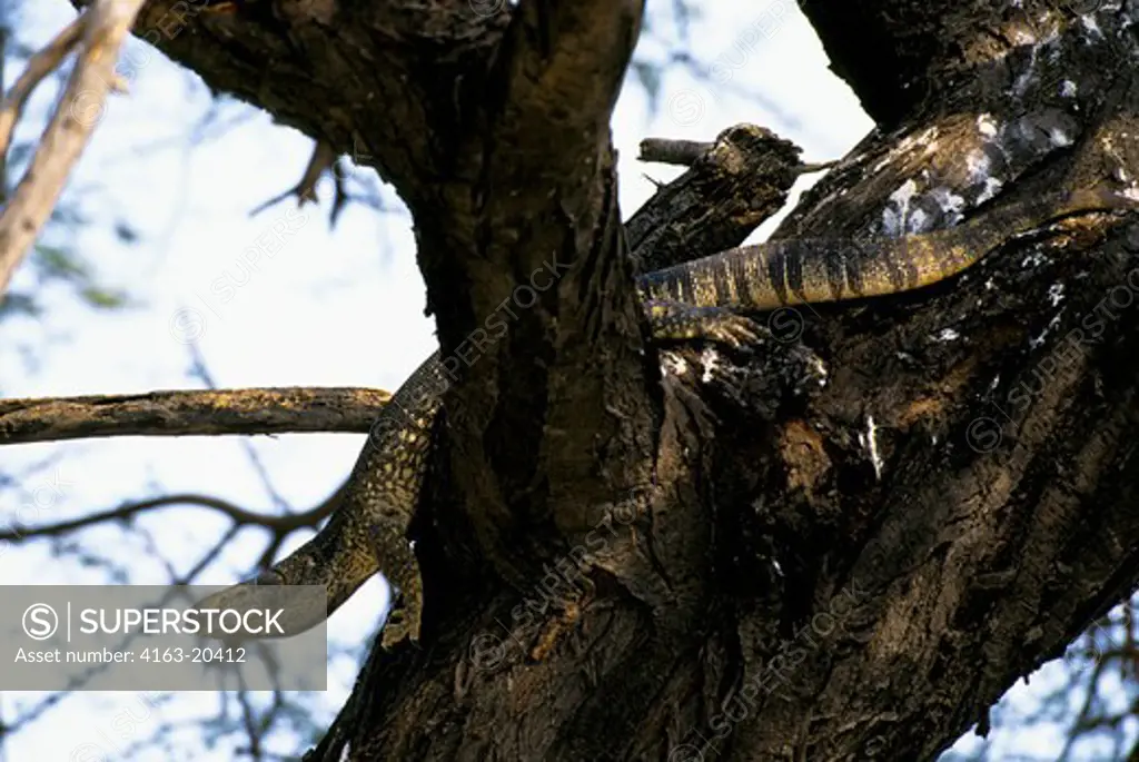 Namibia, Etosha National Park, Water Monitor Lizard In Tree