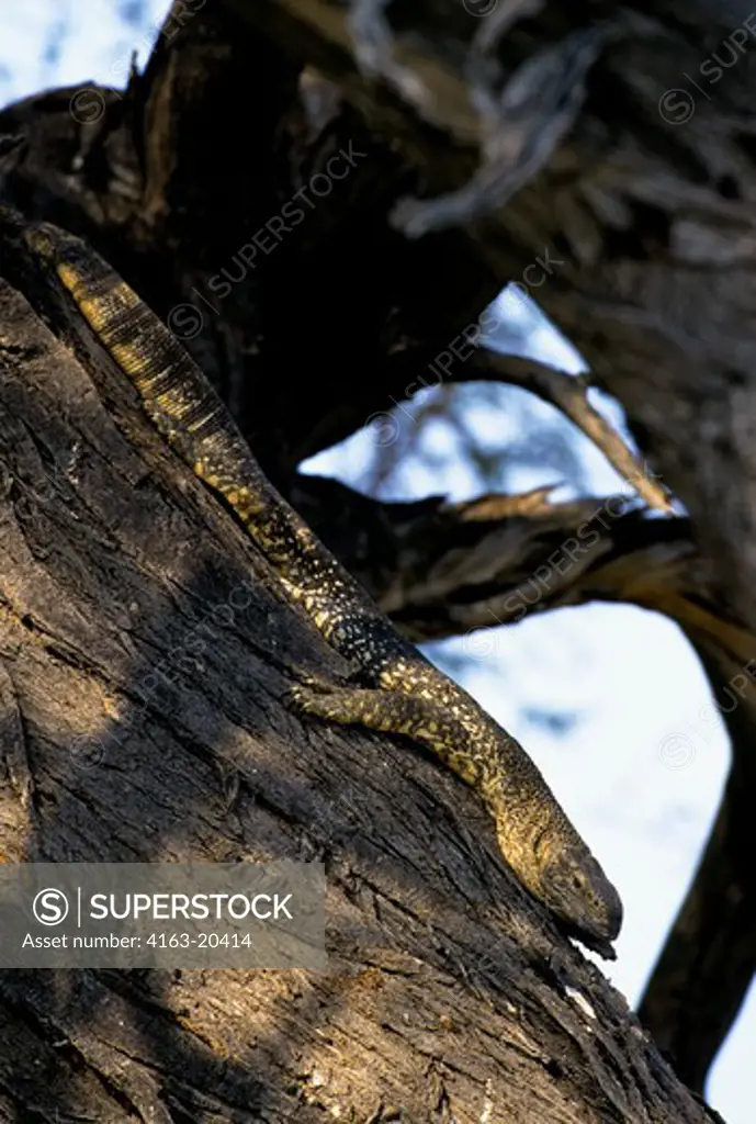 Namibia, Etosha National Park, Water Monitor Lizard In Tree