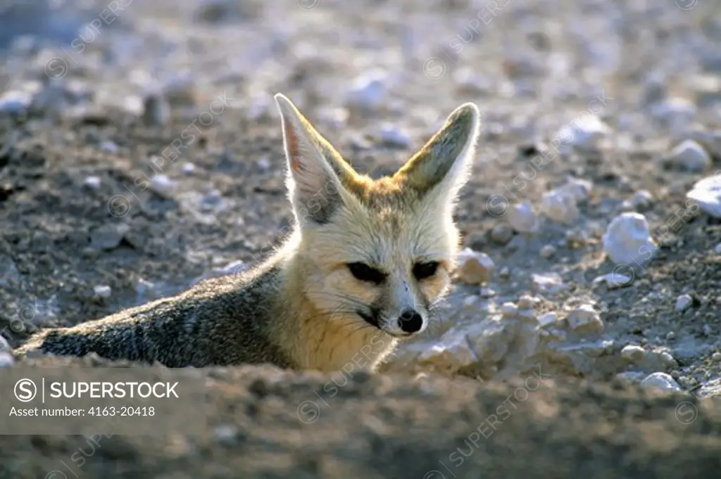 Namibia, Etosha National Park, Cape Fox