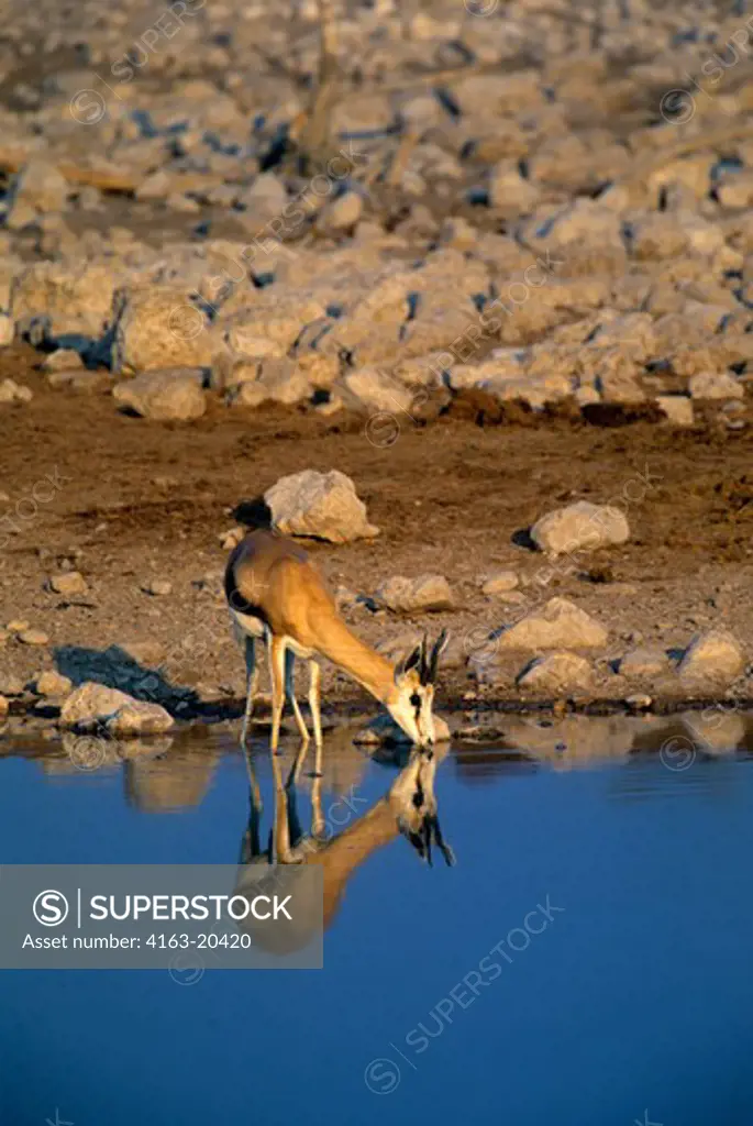 Namibia, Etosha National Park, Springbok Reflecting In Waterhole