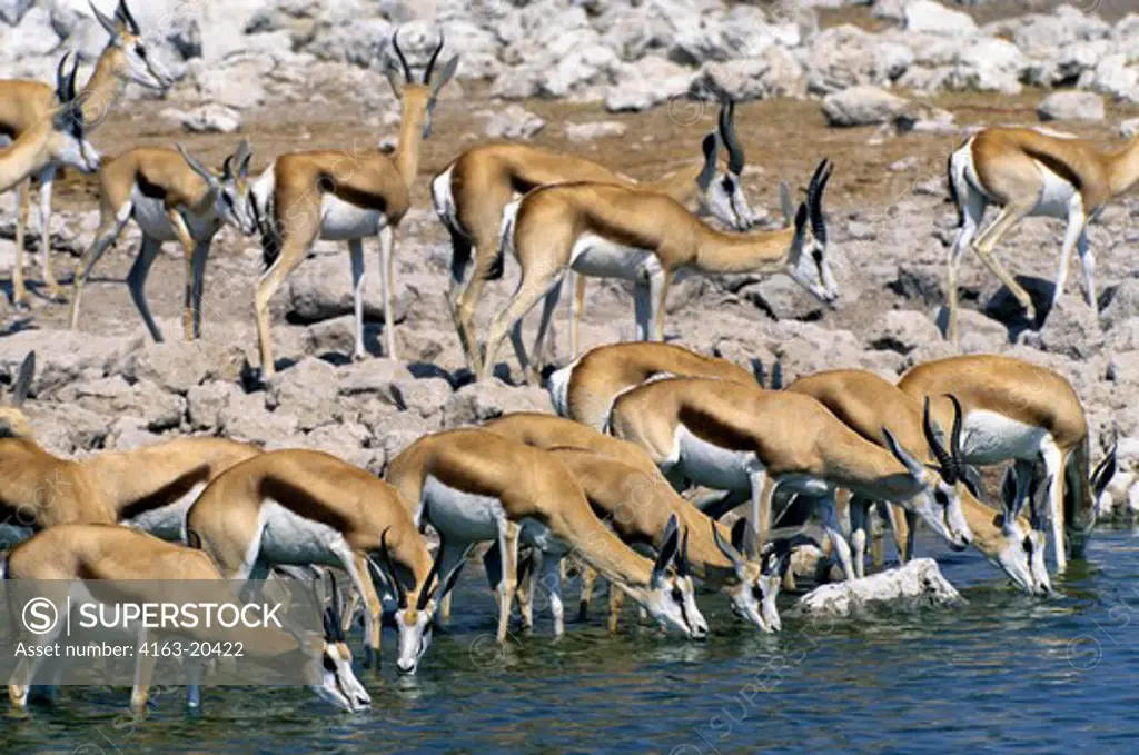 Namibia, Etosha National Park, Springboks Drinking At Waterhole
