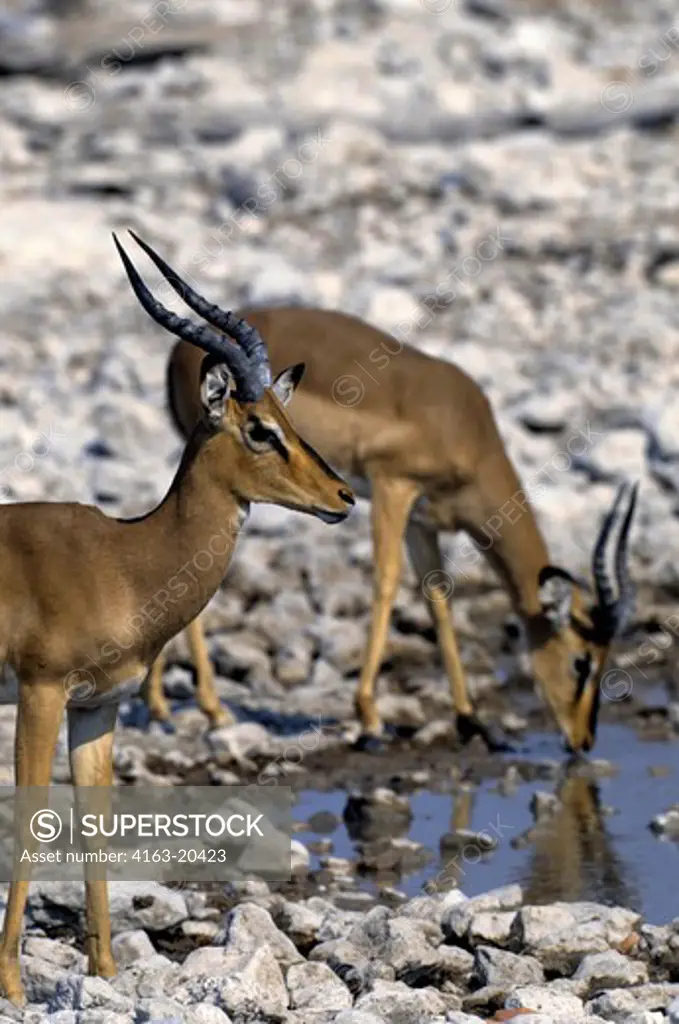 Namibia, Etosha National Park, Black-Faced Impalas