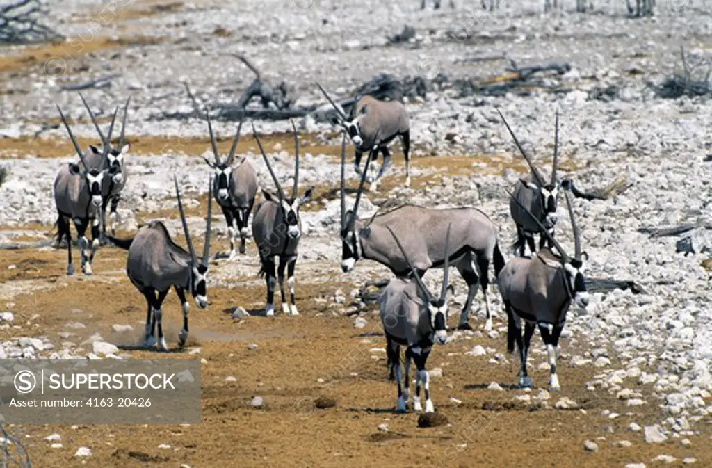 Namibia, Etosha National Park, Oryx