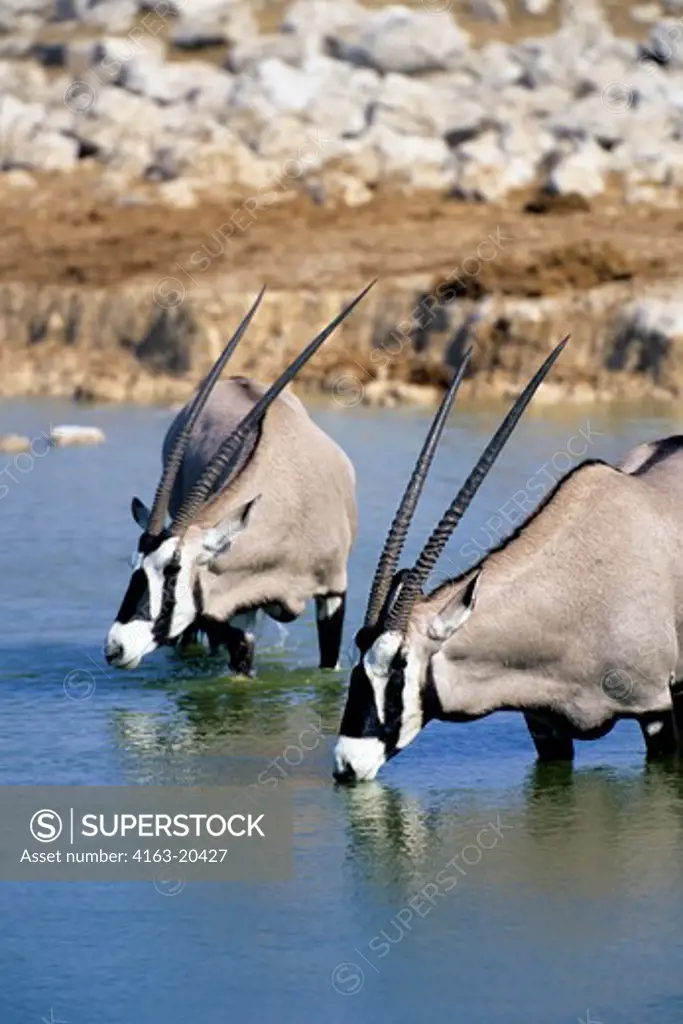Namibia, Etosha National Park, Oryx Drinking