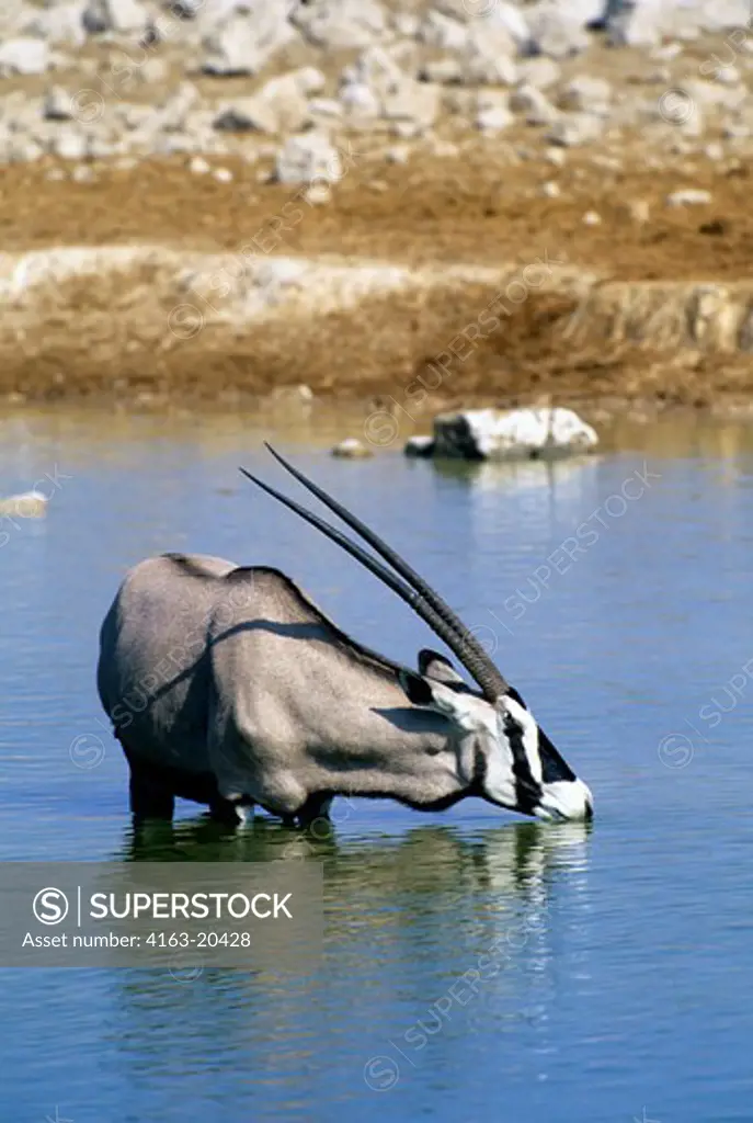 Namibia, Etosha National Park, Oryx Drinking