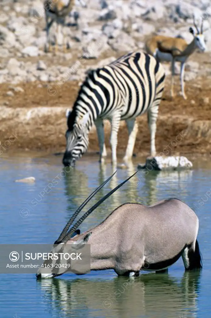 Namibia, Etosha National Park, Oryx And Zebra Drinking