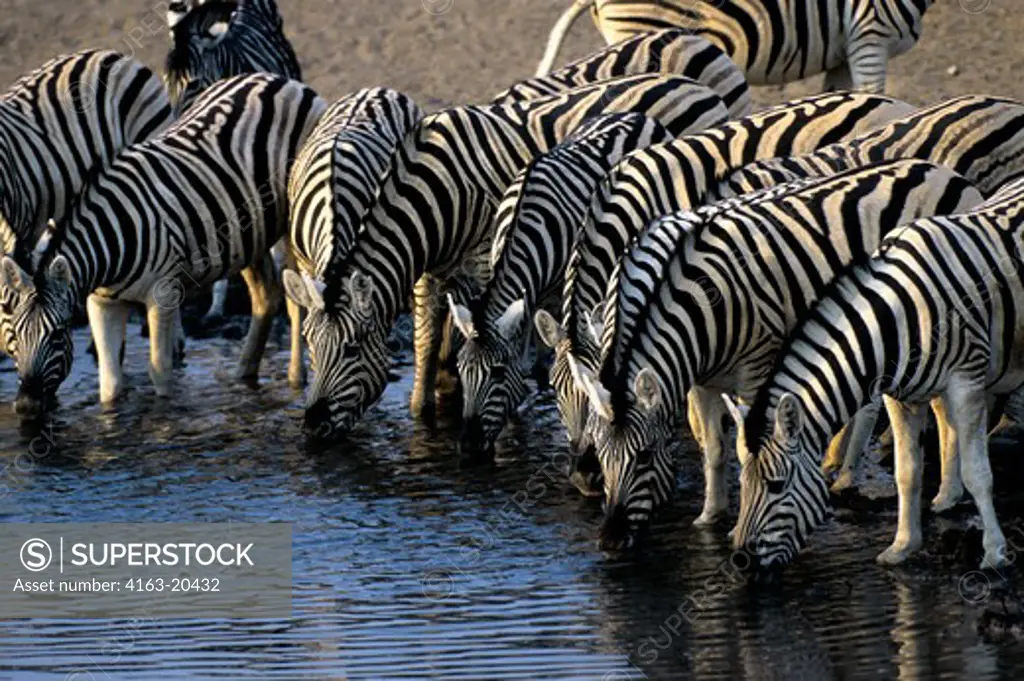 Namibia, Etosha National Park, Zebras Drinking At Waterhole