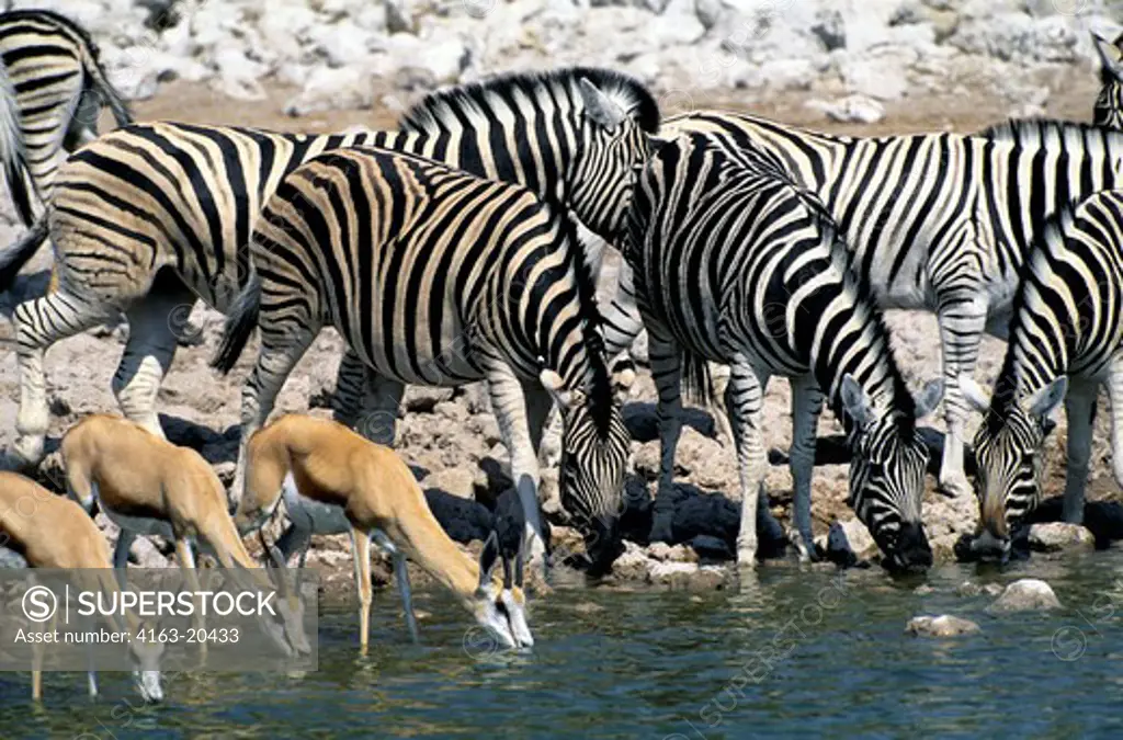 Namibia, Etosha National Park, Zebras And Springbok Drinking At Waterhole