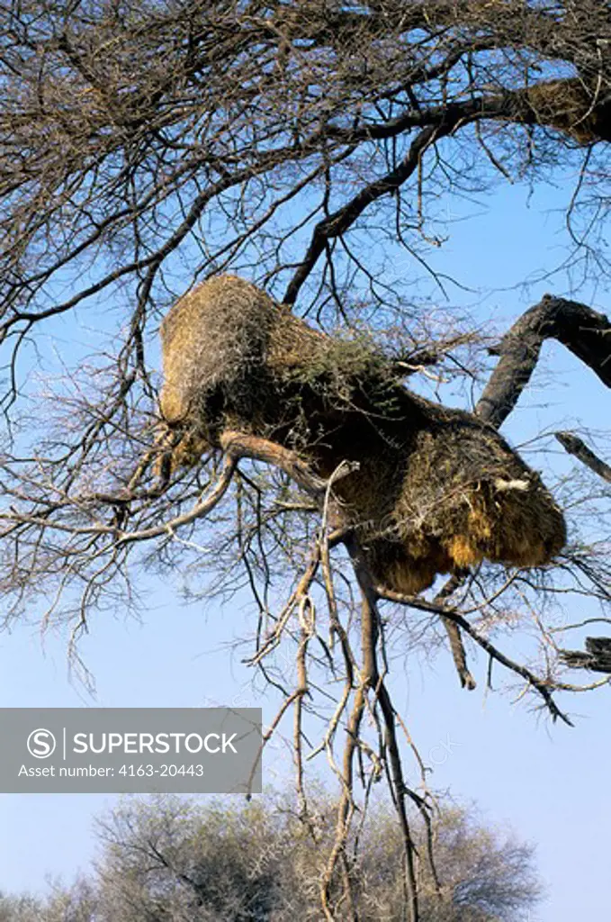 Namibia, Etosha National Park, Social Weaver Nest