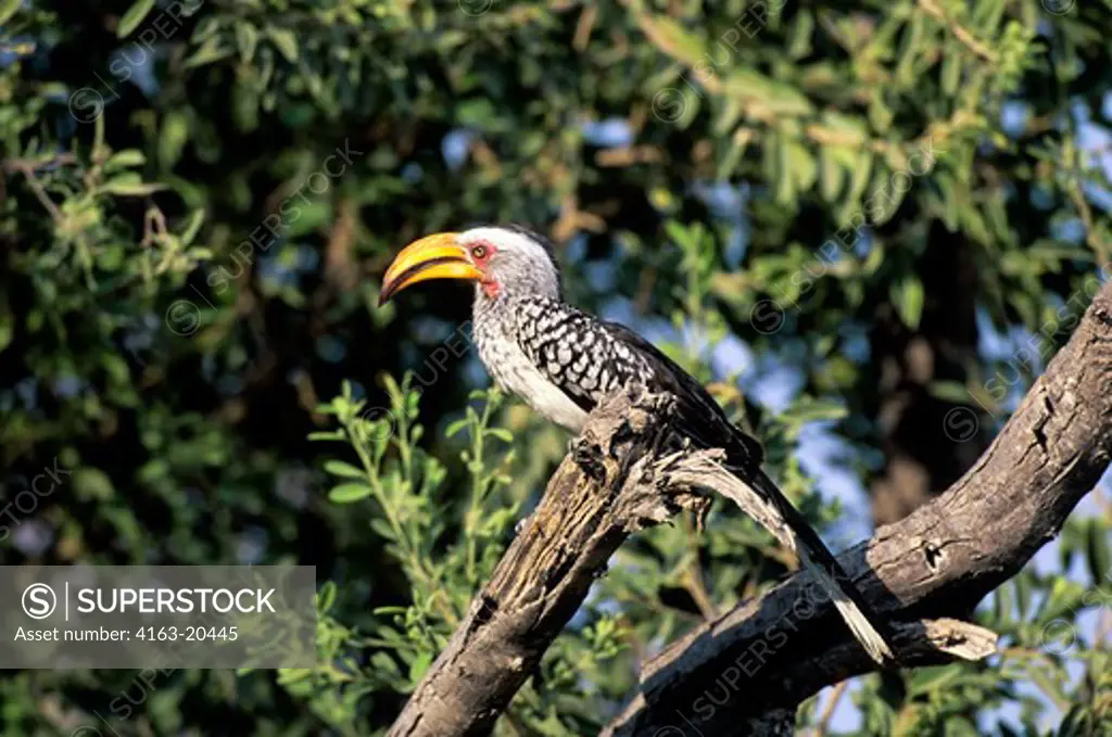 Namibia, Etosha National Park, Yellowbilled Hornbill