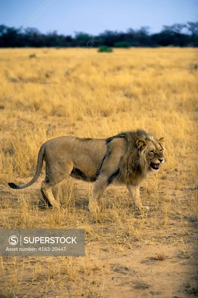 Namibia, Okonjima, Young Male Lion
