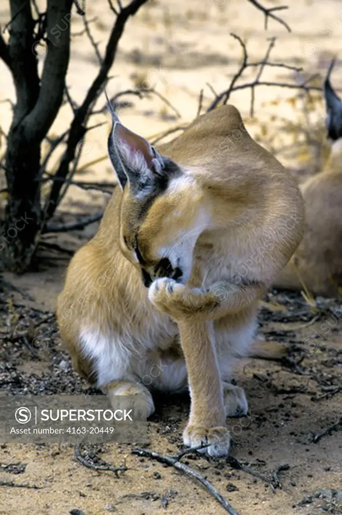 Namibia, Okonjima, Caracal Cleaning Its Fur