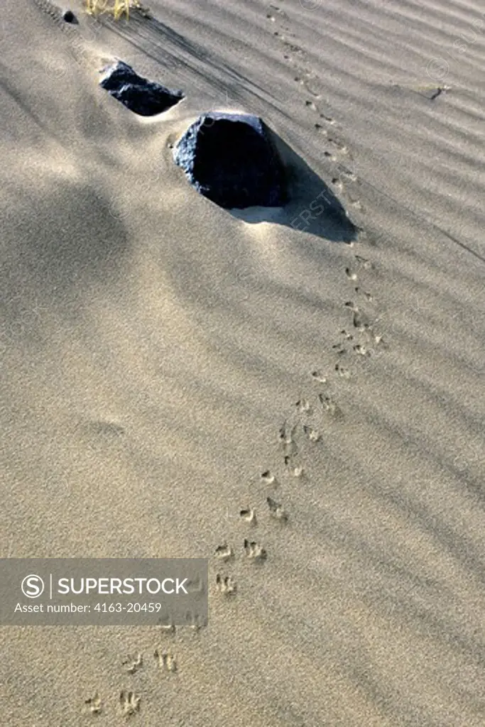Namibia, Skeleton Coast National Park, Kuidas Valley, Lizard Tracks In Sand
