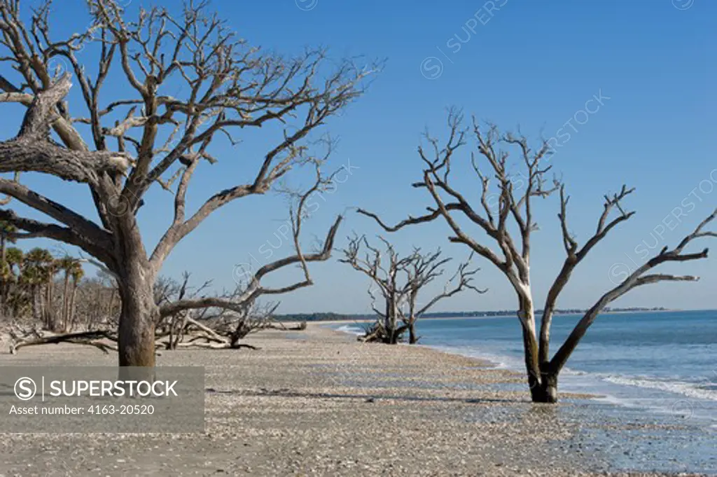USA, South Carolina, Edisto Island, Botany Bay, Beach Covered With Sea Shells, Dead Trees