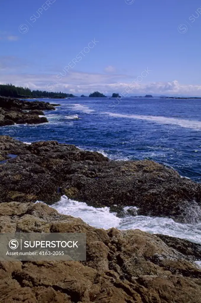 CANADA, BRITISH COLUMBIA, VANCOUVER ISLAND,  UCLUELET, LANDSCAPE AT AMPHITRITE POINT AT LOW TIDE, MUSSELS ON ROCKS
