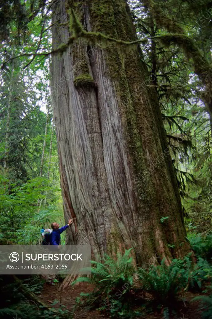 USA, WASHINGTON, SNOHOMISH COUNTY, CASCADE MOUNTAINS, NEAR DARRINGTON, PERSON STANDING IN OLD GROWTH FOREST NEXT TO HUGE TREE