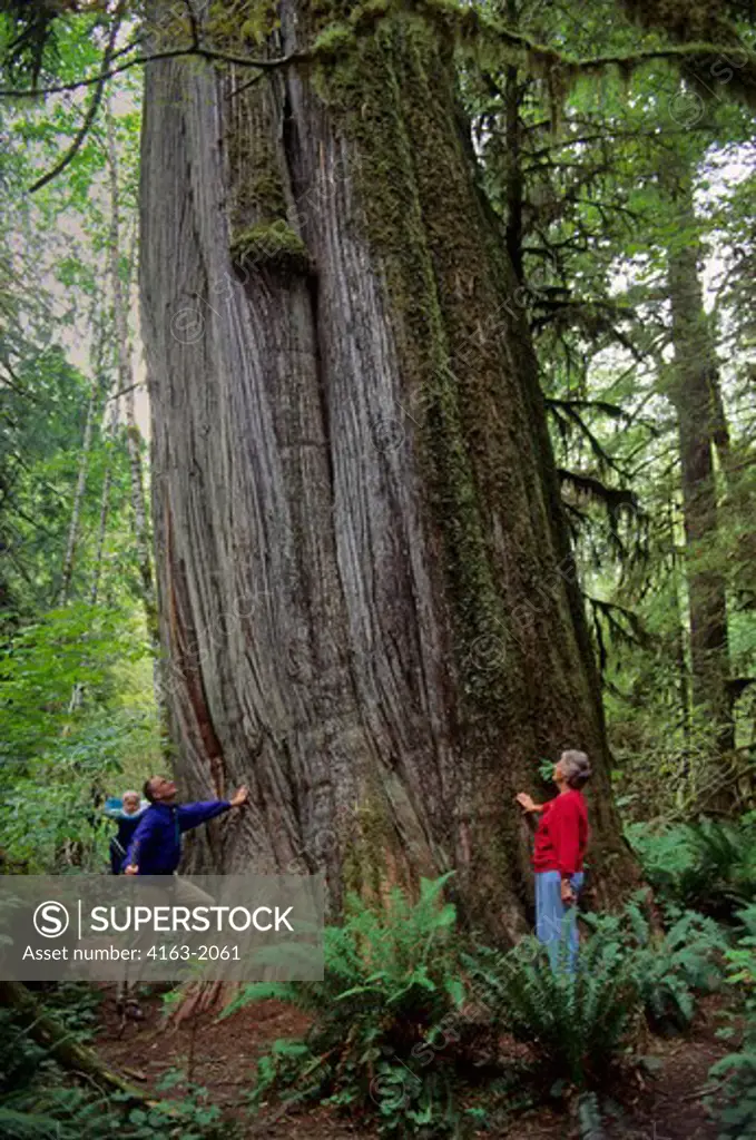 USA, WASHINGTON, SNOHOMISH COUNTY, CASCADE MOUNTAINS, NEAR DARRINGTON, PERSONS STANDING IN OLD GROWTH FOREST NEXT TO HUGE TREE