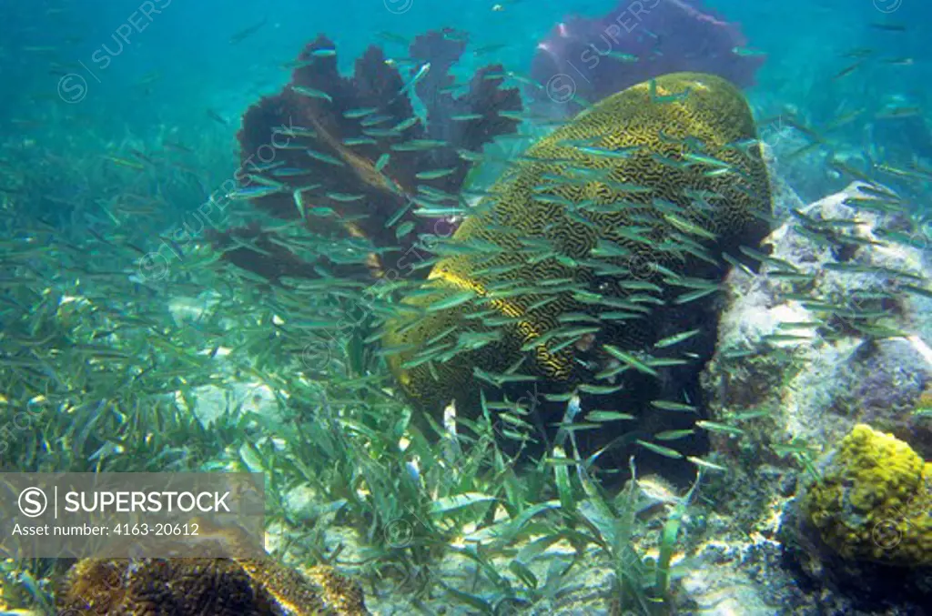 Honduras, Bay Islands, Utila Island, Brain Coral And Fan Coral, School Of Small Fish
