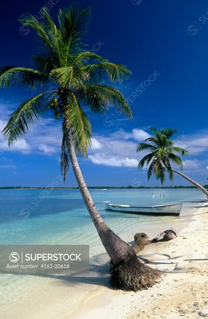 Honduras, Bay Islands, Utila Island, Beach With Coconut Palm Trees