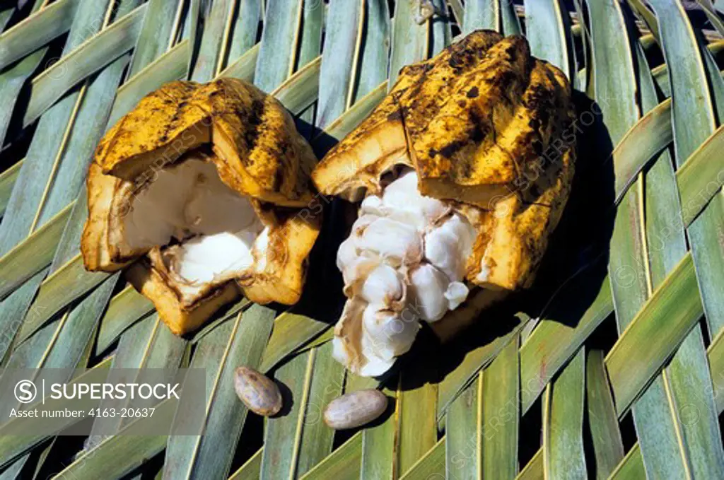 Honduras, Roatan Island, Cacao Seed Pods, Opened With Seeds
