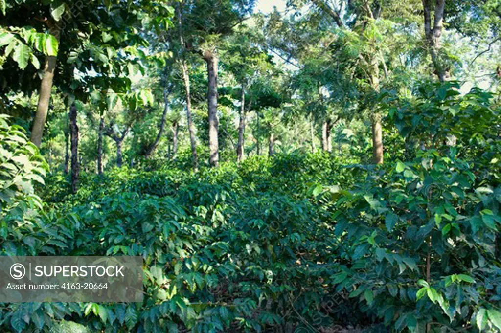 Guatemala, Highlands, Antigua, Coffee Plantation, Shade Grown Coffee