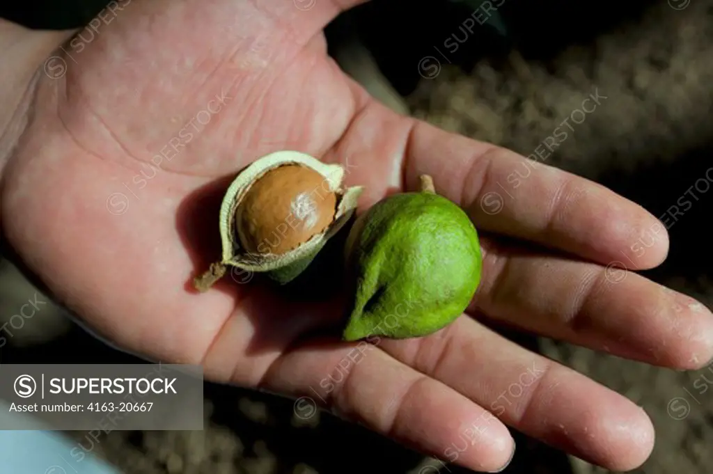 Guatemala, Highlands, Antigua, Finca Valhalla Macademia Nut Plantation, Macademia Nut