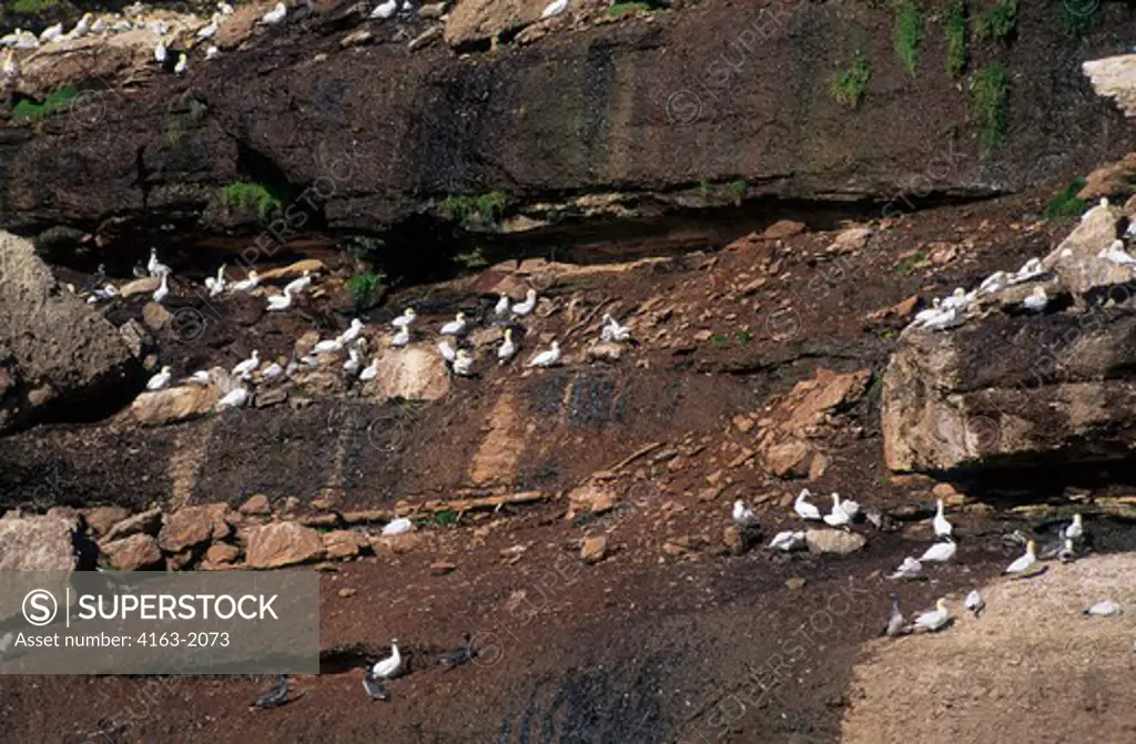 CANADA, QUEBEC, GASPE, BONAVENTURE IS., GANNET COLONY WITH CHICKS IN CLIFFS