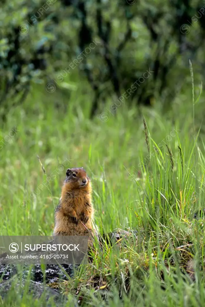 Canada, Alberta, Jasper National Park, Richardson'S Ground Squirrel