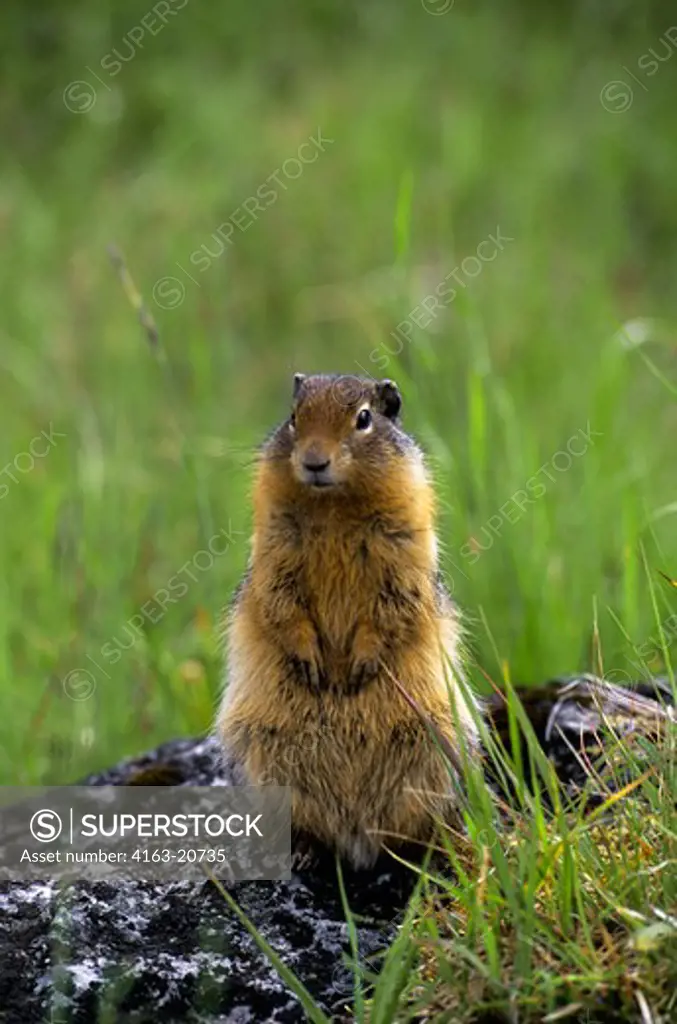 Canada, Alberta, Jasper National Park, Richardson'S Ground Squirrel