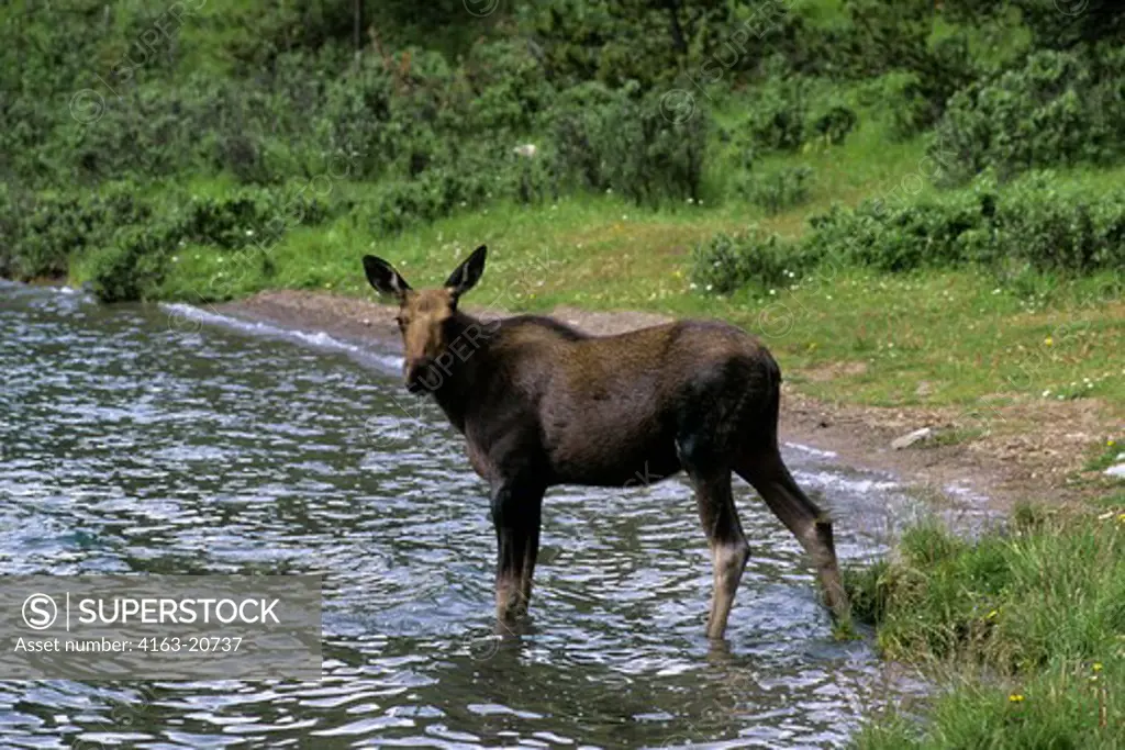 Canada, Alberta, Jasper National Park, Young Moose Bull