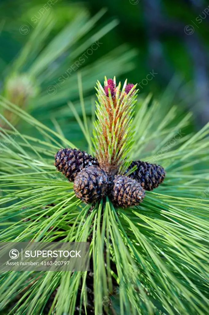 Usa, Washington State, Eastern Washington, Palouse Country Near Pullman, Kamiak Butte State Park, Ponderosa Pine Tree Pinus Ponderosa With Female Flower Part And Pine Cones