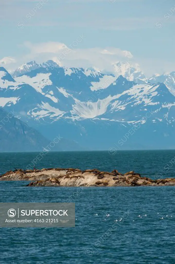 Steller sea lions (Eumetopias jubatus) resting on one of the Marble Islands with the Fairweather Mountain range in background, Glacier Bay National Park, Alaska, USA