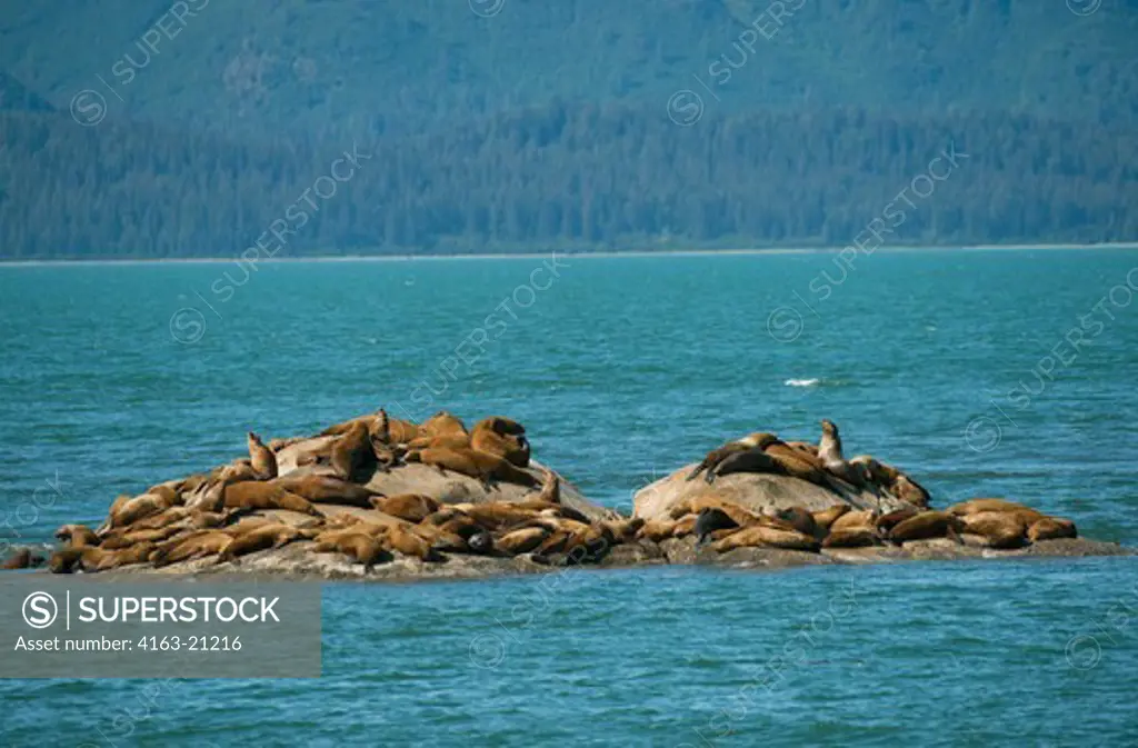 Steller sea lions (Eumetopias jubatus) resting on one of the Marble Islands, Glacier Bay National Park, Alaska, USA