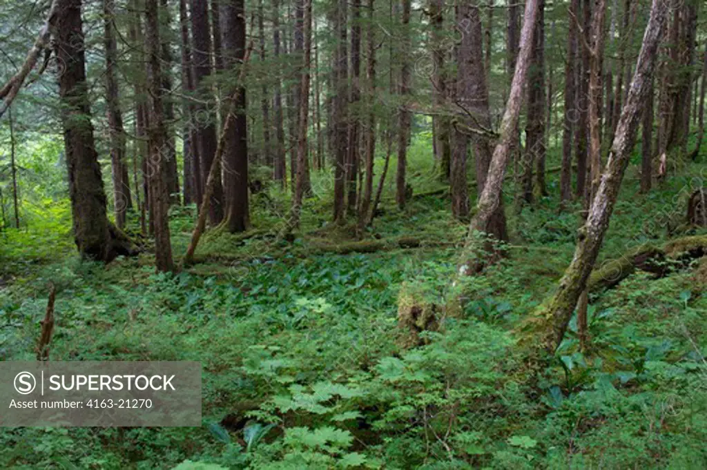 Forest scene at Idaho Inlet on Chichagof Island, Tongass National Forest, Alaska, USA