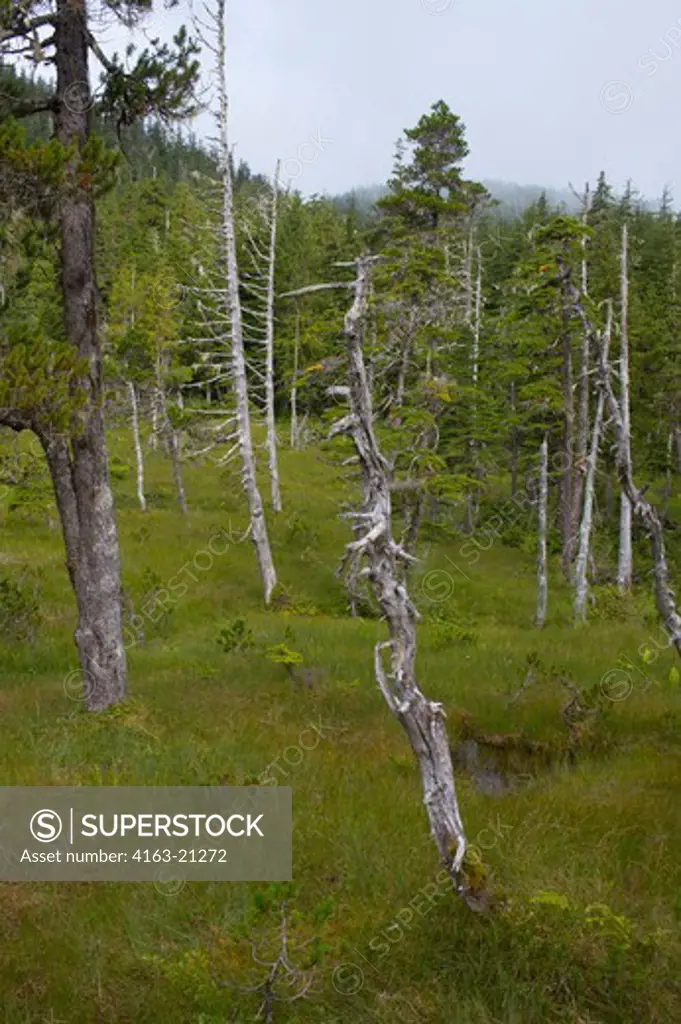 Bog (muskeg) landscape with sphagnum mosses, sedges, and stunted black spruce and tamarack trees, at Idaho Inlet on Chichagof Island, Tongass National Forest, Alaska, USA
