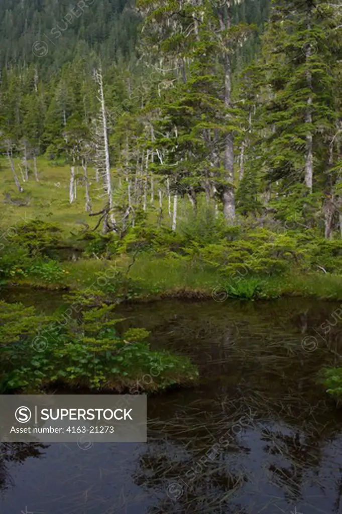 Bog (muskeg) landscape with sphagnum mosses, sedges, and stunted black spruce and tamarack trees, at Idaho Inlet on Chichagof Island, Tongass National Forest, Alaska, USA