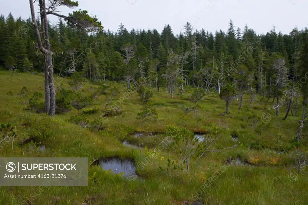 Bog (muskeg) landscape with sphagnum mosses, sedges, and stunted spruce and tamarack trees, at Idaho Inlet on Chichagof Island, Tongass National Forest, Alaska, USA