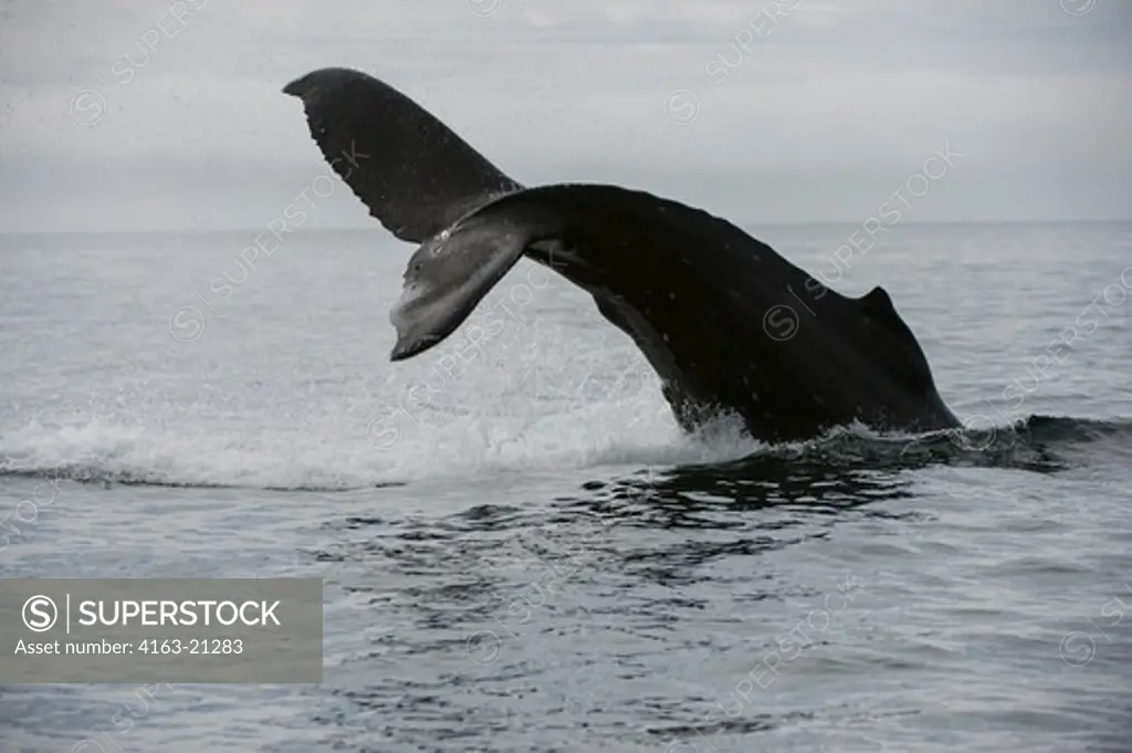 Humpback whale tail slapping in Cross Sound near George Island, off Chichagof Island, Tongass National Forest, Alaska, USA