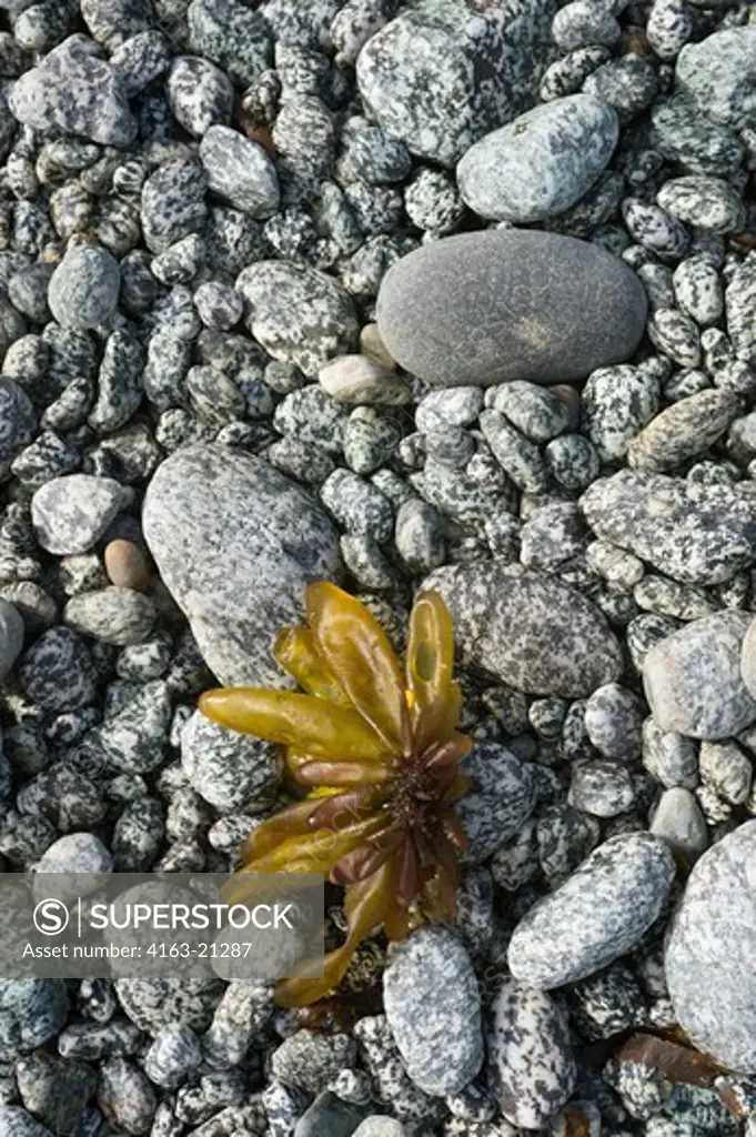 Close-up of granite pebbles with kelp on beach in bay at George Island, off Chichagof Island, Tongass National Forest, Alaska, USA