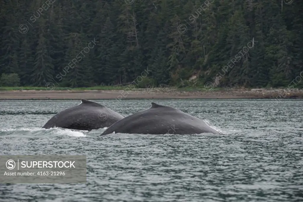Humpback whales feeding in False Bay, Chatham Strait, Chichagof Island, Tongass National Forest, Alaska, USA