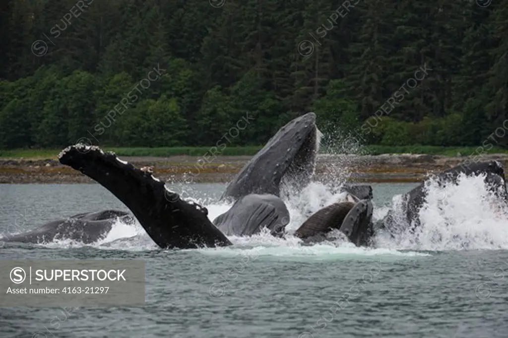 Humpback whales bubble-net feeding in False Bay, Chatham Strait, Chichagof Island, Tongass National Forest, Alaska, USA
